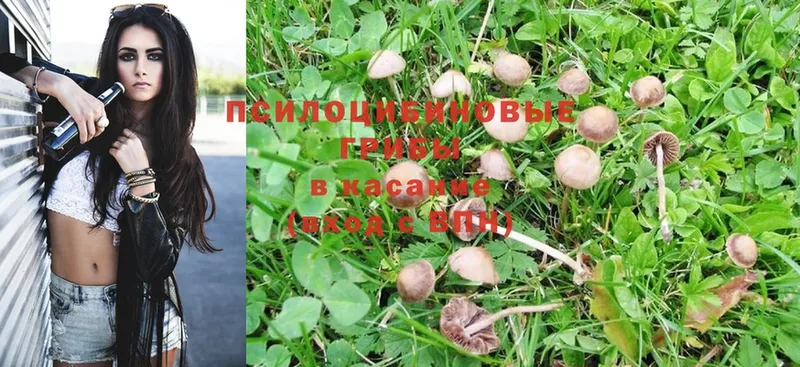 Псилоцибиновые грибы Magic Shrooms  купить наркотик  kraken зеркало  Кострома 